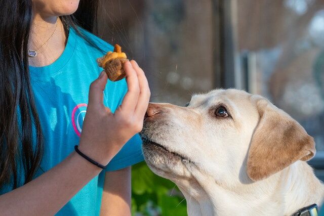 can-i-feed-my-dog-raw-meat-from-the-supermarket-vets-advice